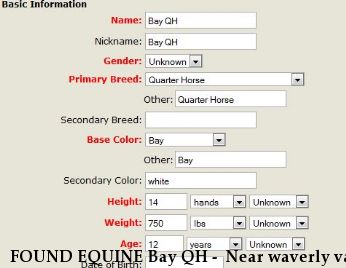 FOUND EQUINE Bay QH -  Near waverly va, VA, 23890